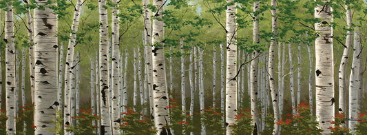 Summer Birch Forest Canvas Print