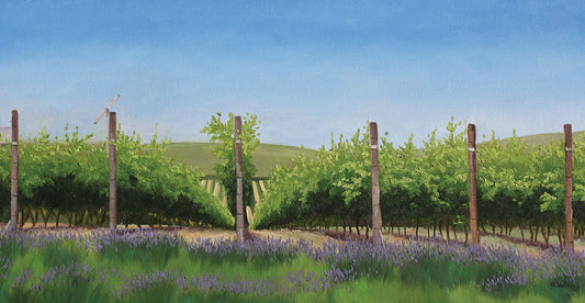 Lavender in the Vineyard Canvas Print