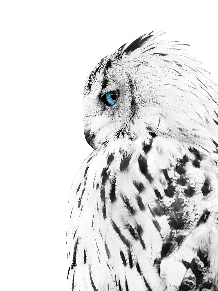 White Owl