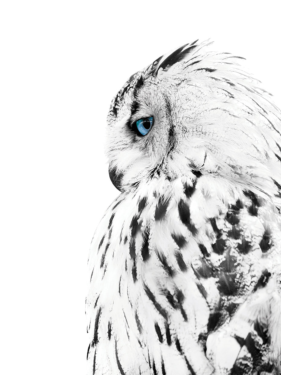 White Owl