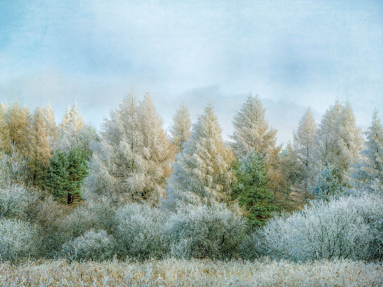 Winter Wonderland
