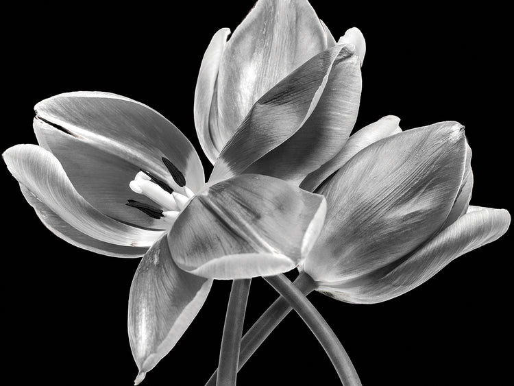 Black & White Blooms I