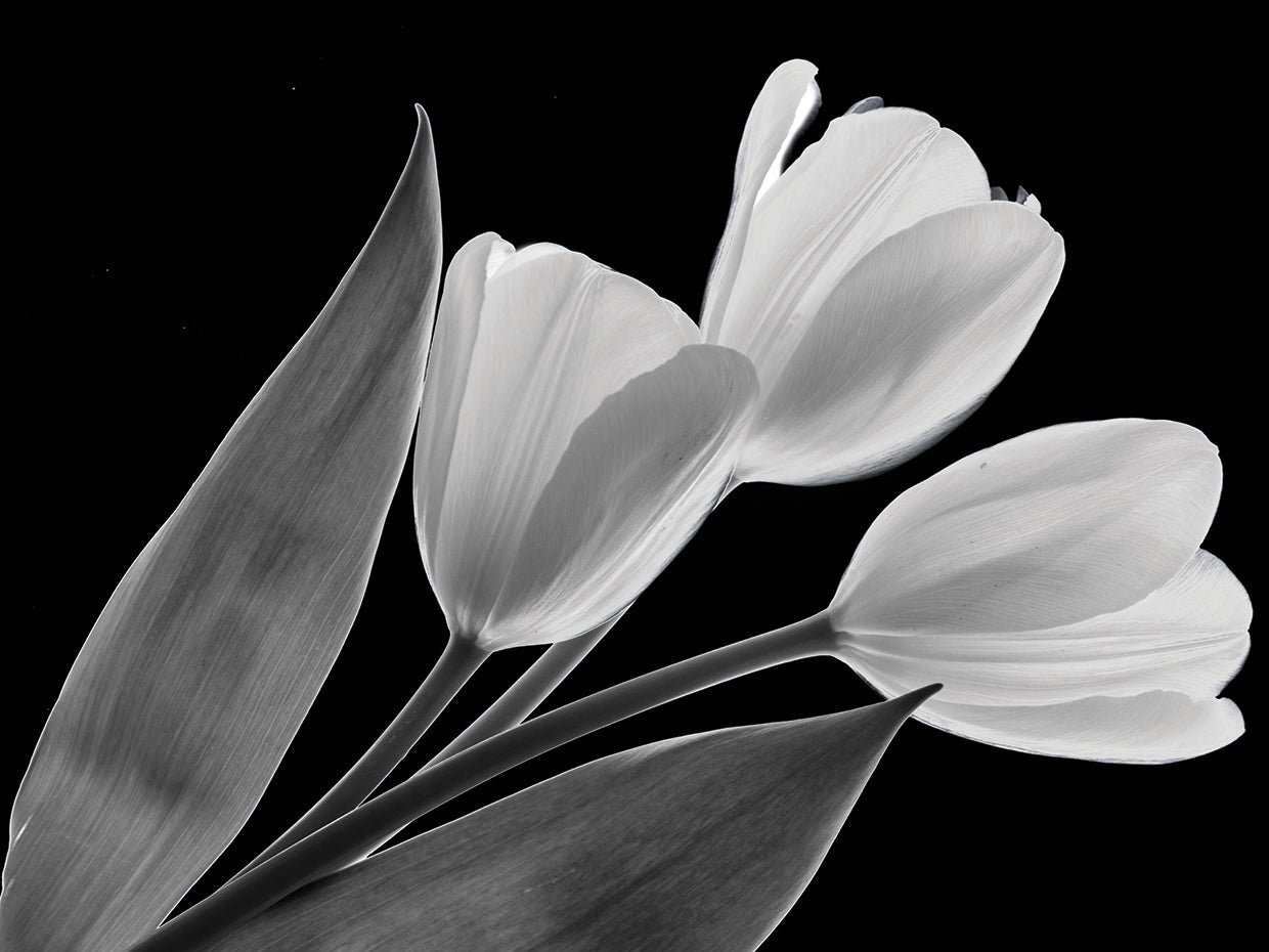 Black & White Blooms II