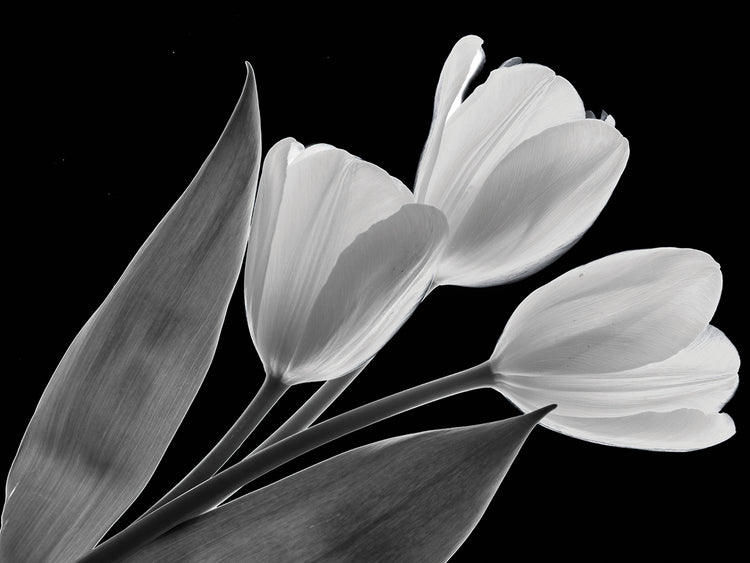 Black & White Blooms II