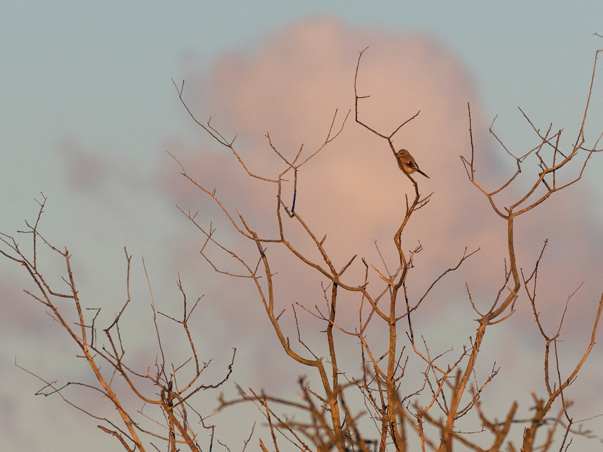 Pink Sky Perch