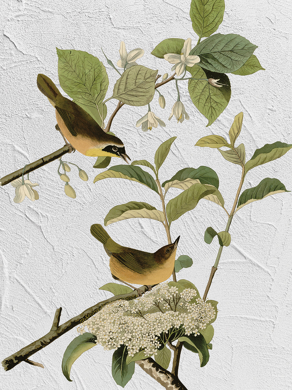 Audubon Yellow Breasted Warbler Texture