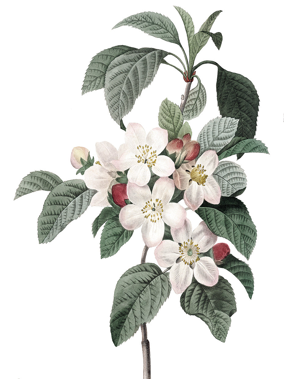 Apple Blossoms Crop Lite