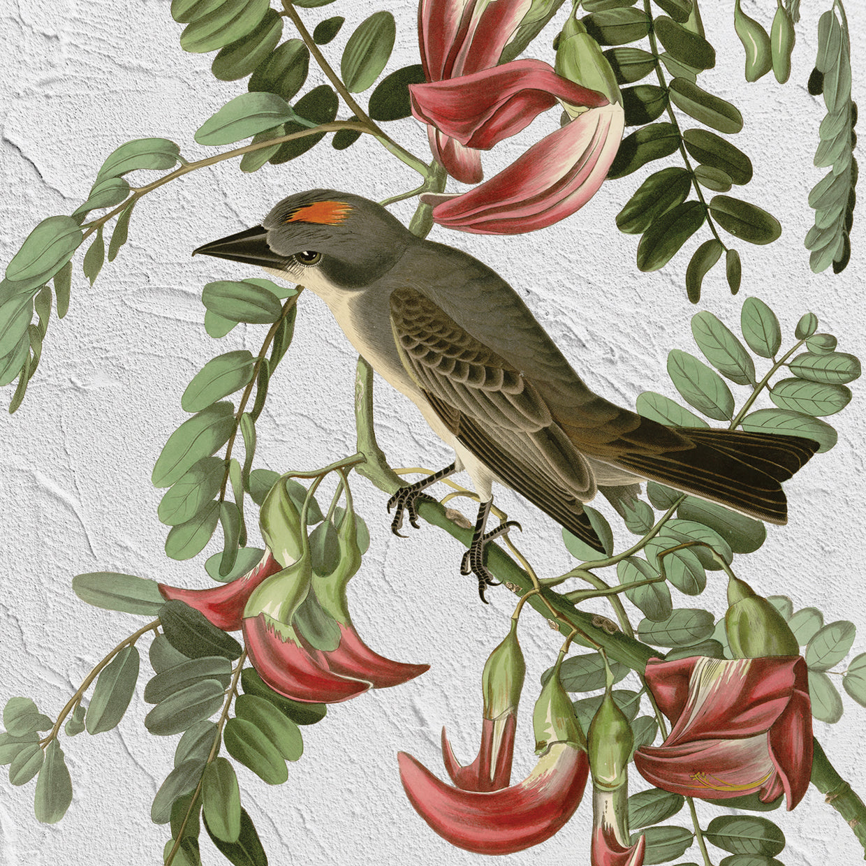 Audubon Gray Tyrant Texture
