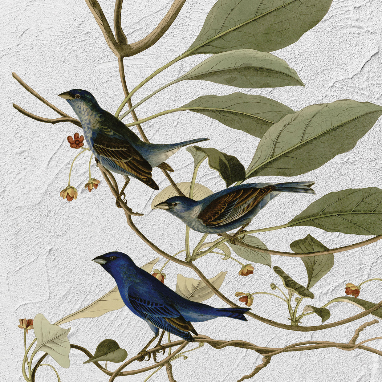 Audubon Indigo Bird Texture