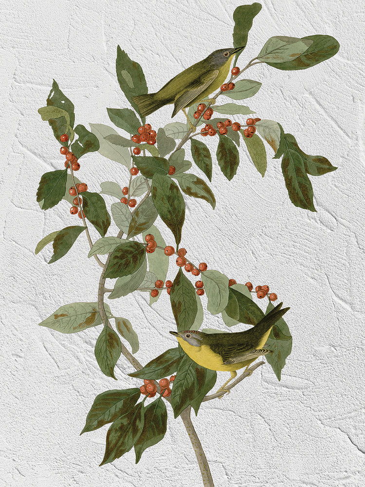 Audubon Nashville Warbler Texture