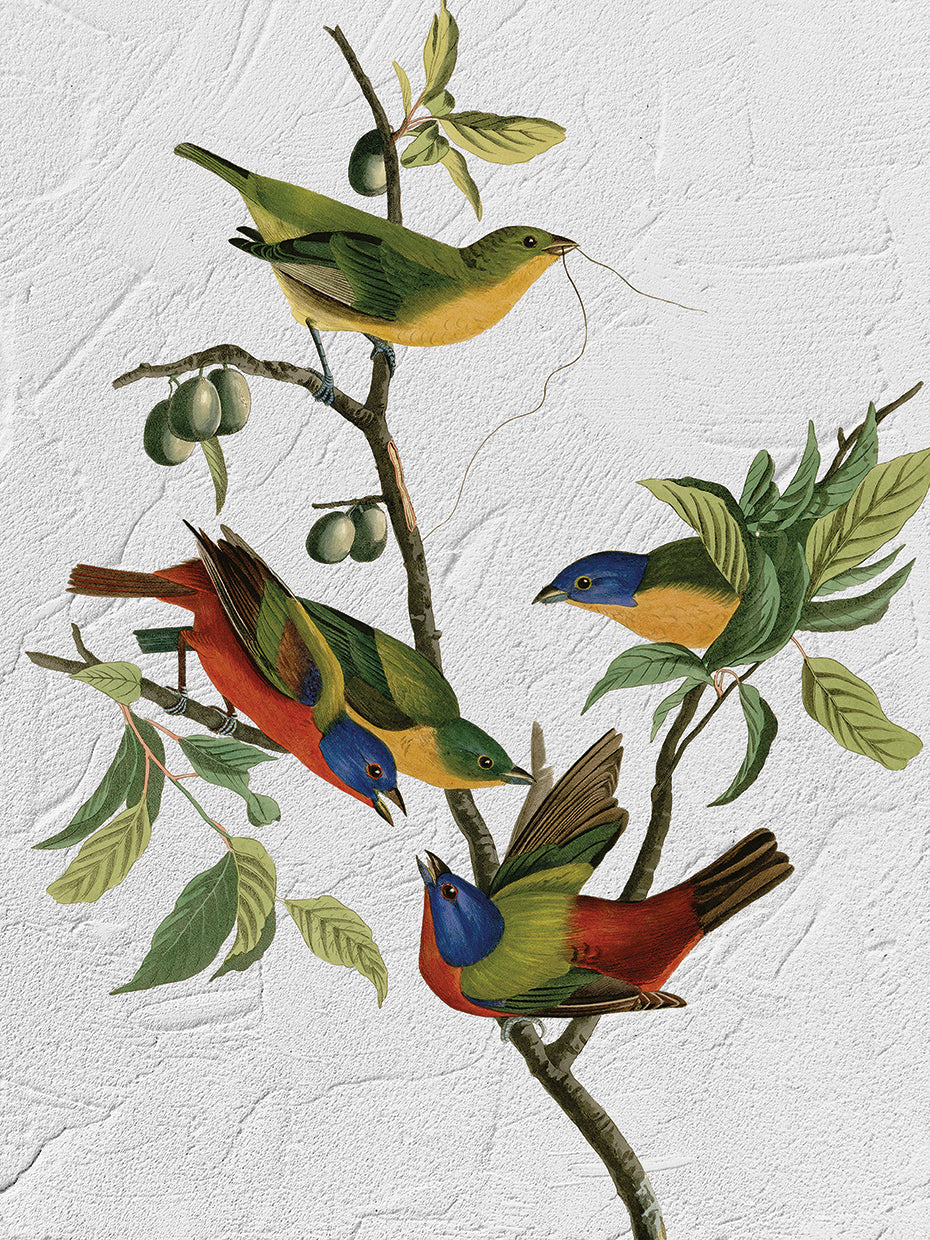 Audubon Painted Finch Texture