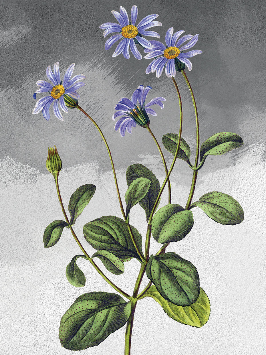 Blue Cineraria Grey