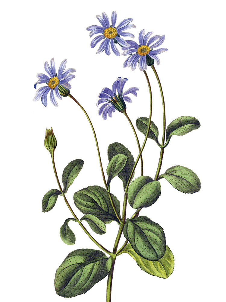 Cineraria azul Lienzo