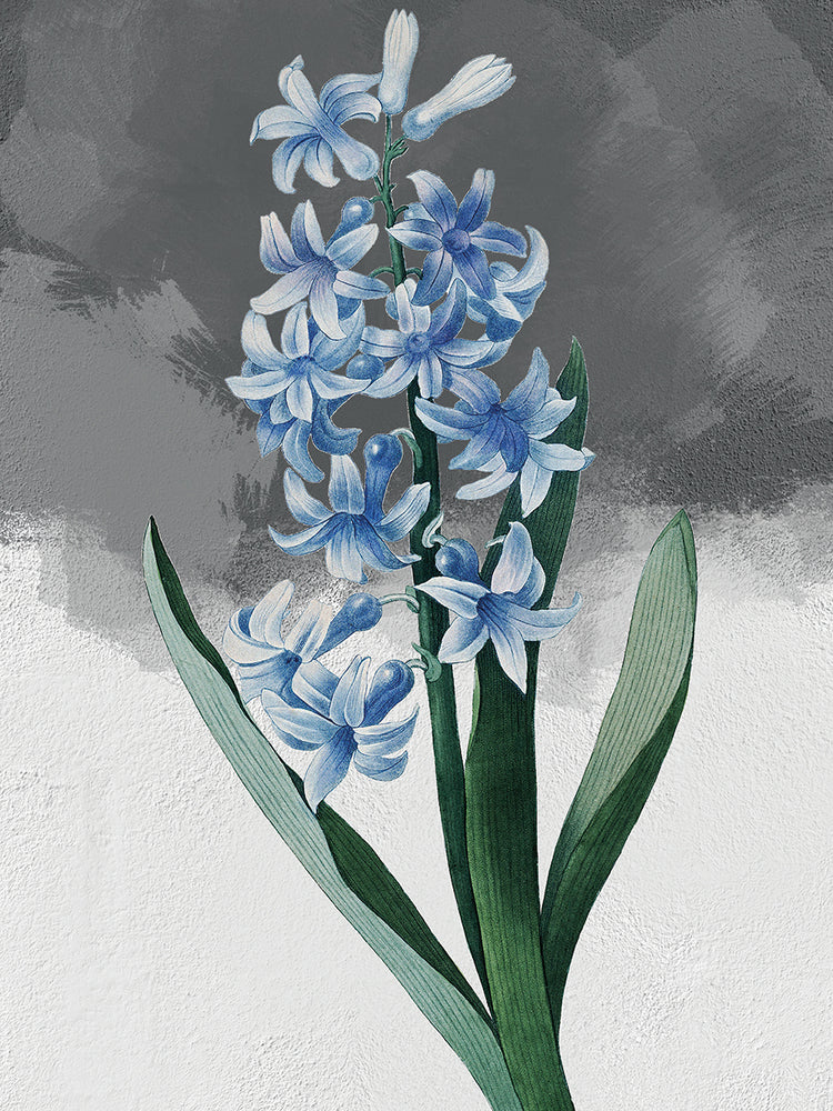 Blue Hyacinth Grey