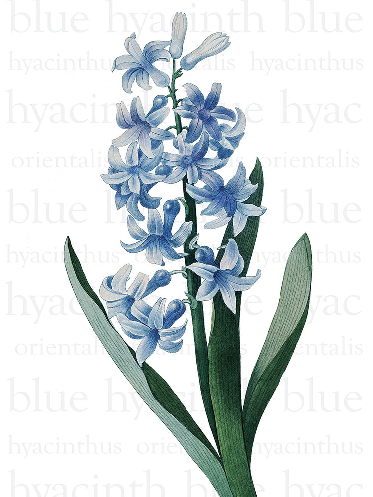Texto de jacinto azul Lienzo