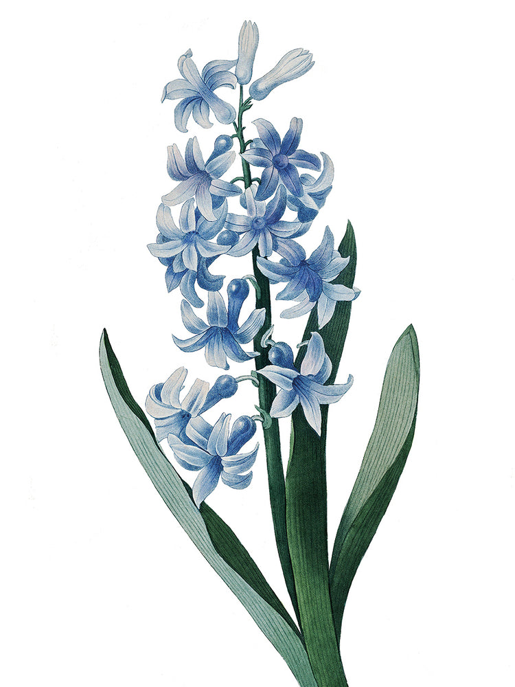 Blue Hyacinth