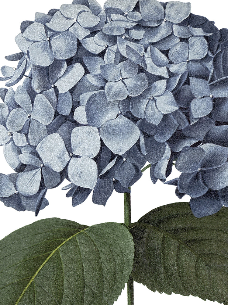 Hortensia azul Crop Lite Lienzo