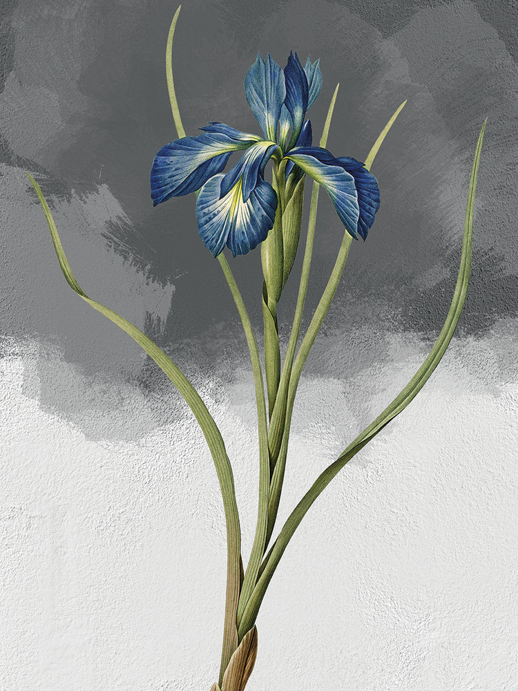 Iris azul gris Lienzo