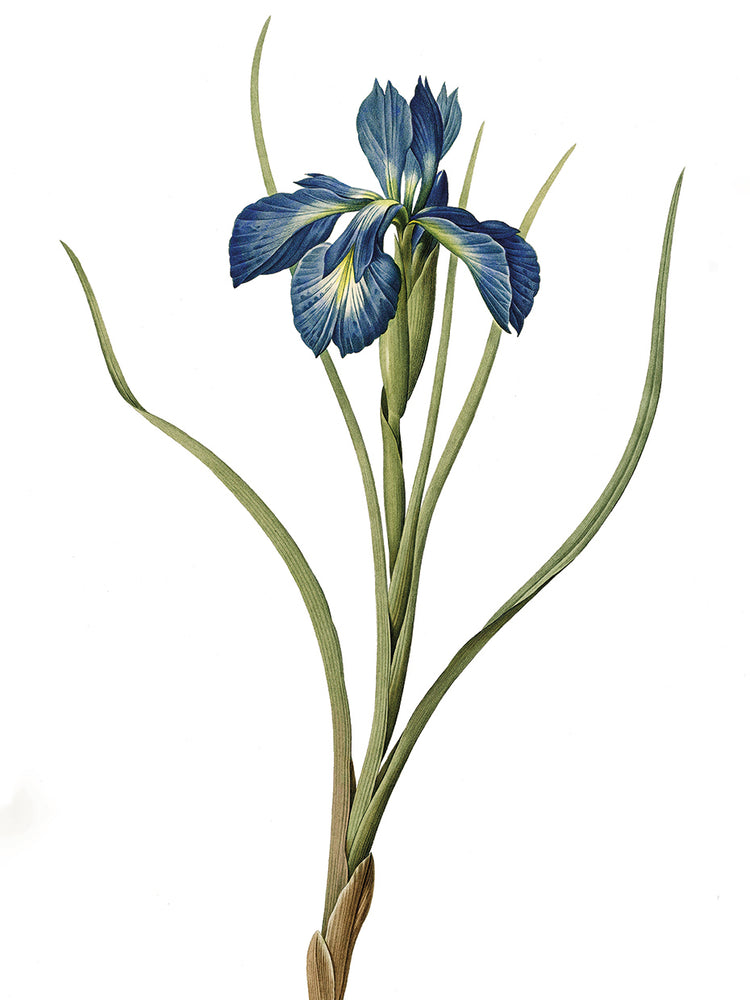 Iris azul Lienzo