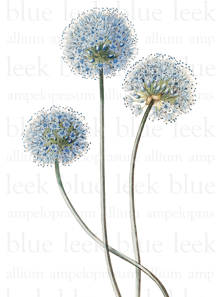 Blue Leek Text