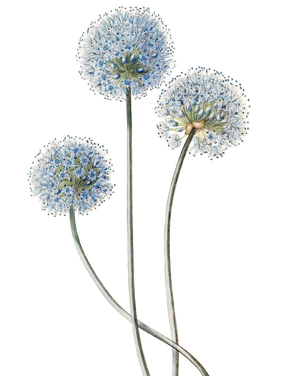 Blue Leek