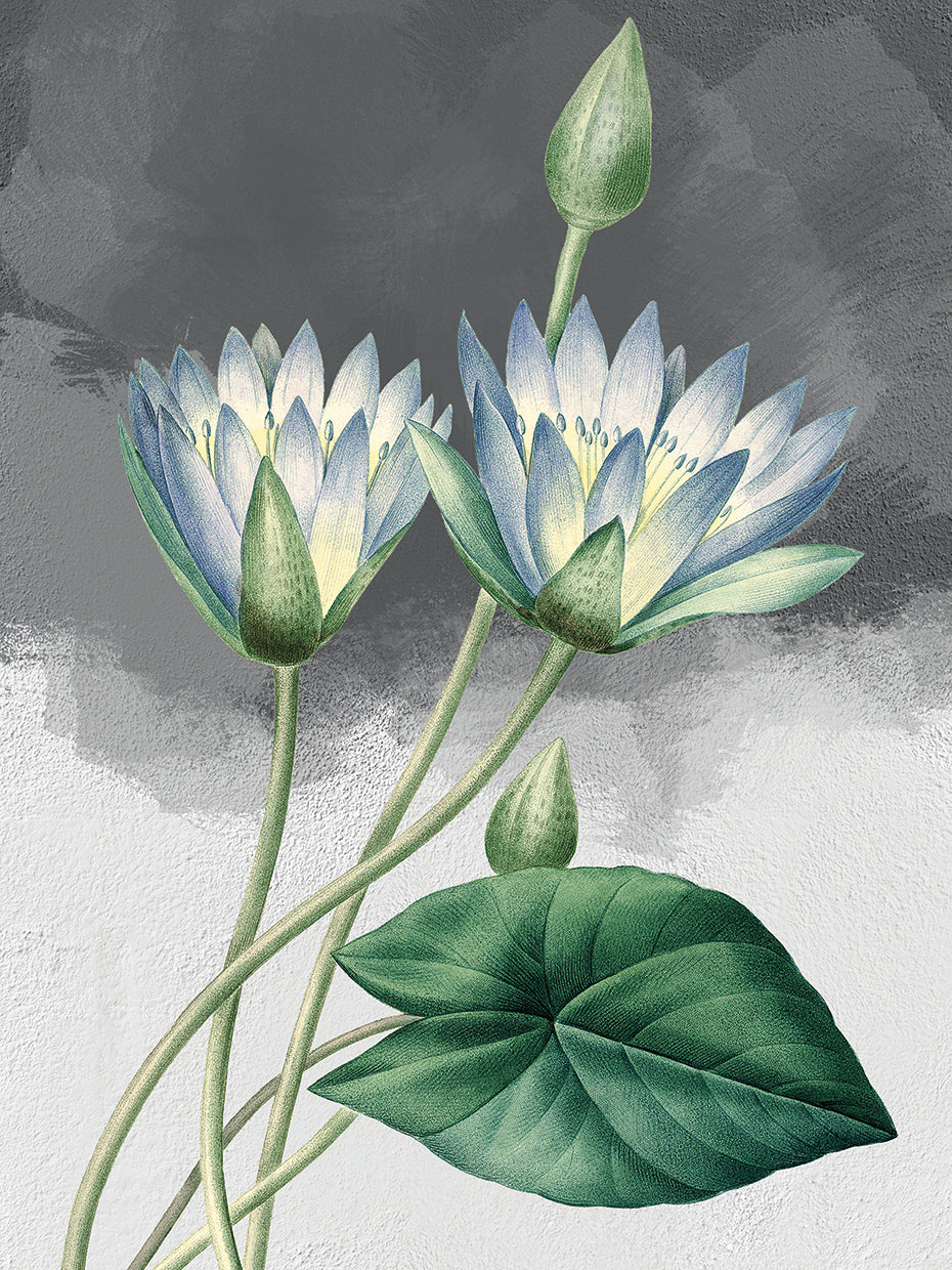 Blue Lotus Grey