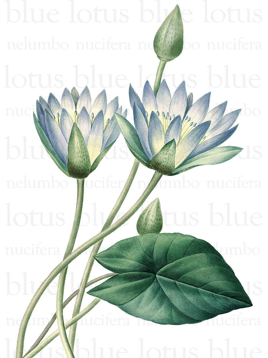 Blue Lotus Text