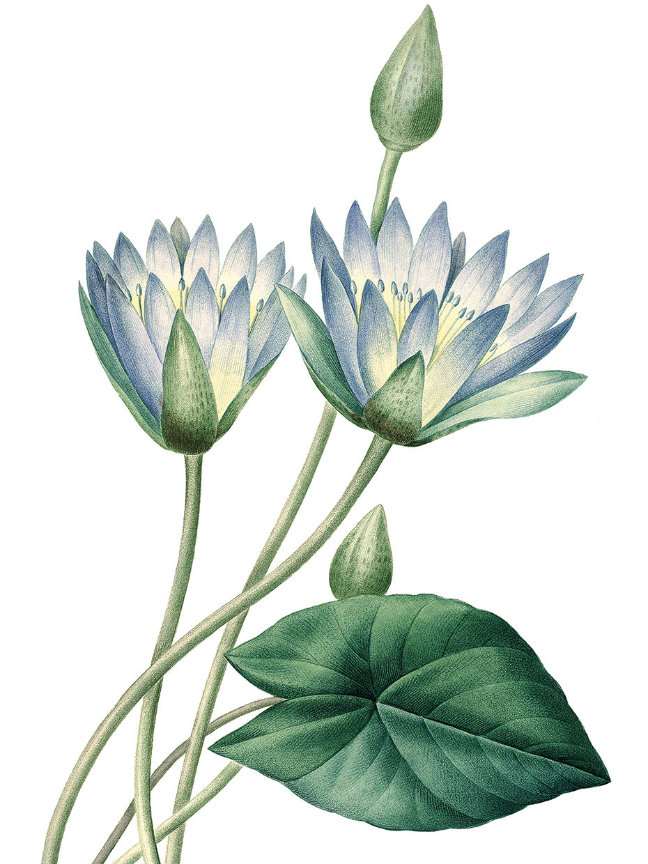 Blue Lotus