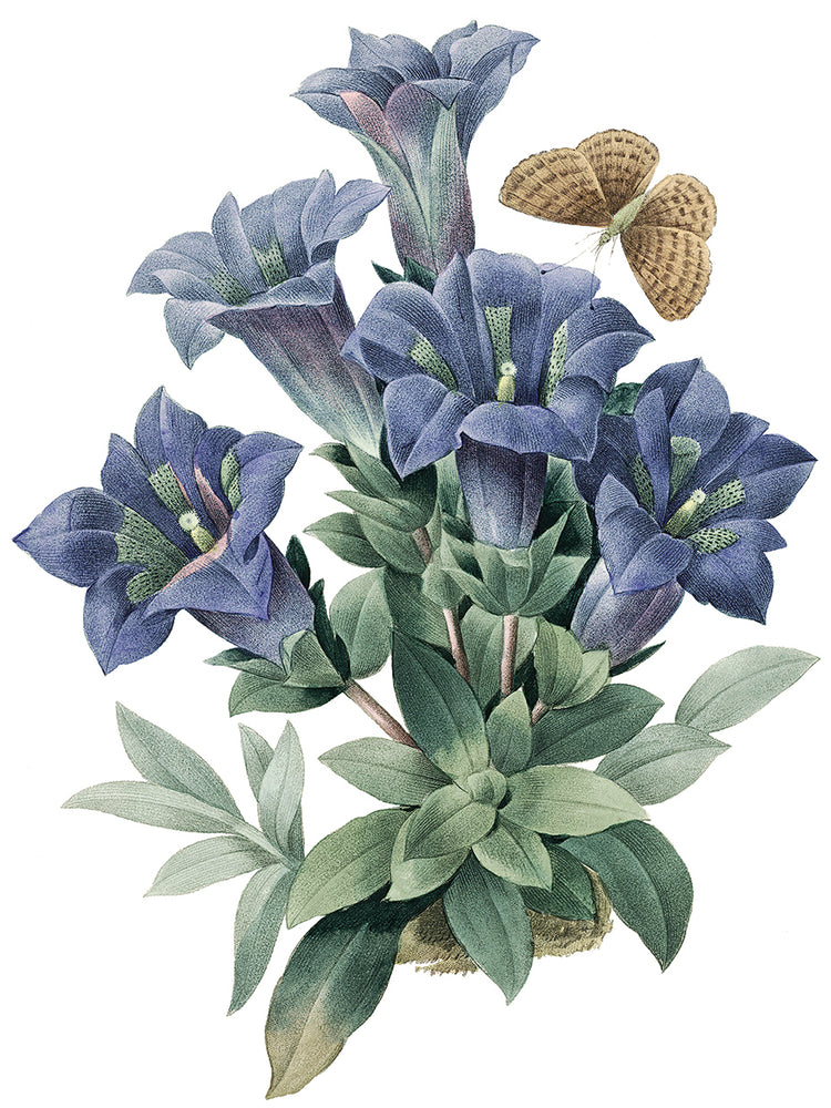 Blue Trumpet Flowers Crop Lite