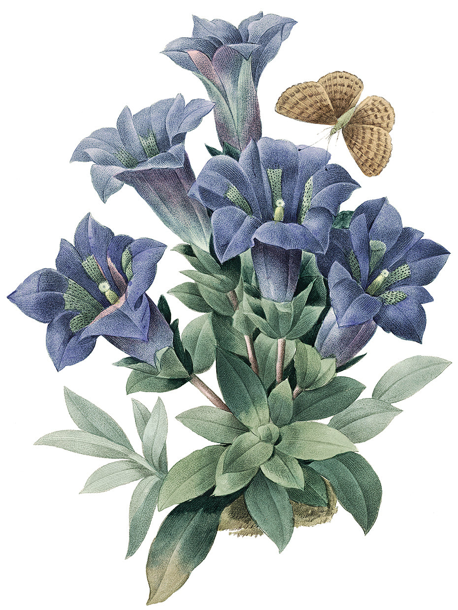 Blue Trumpet Flowers Crop Lite