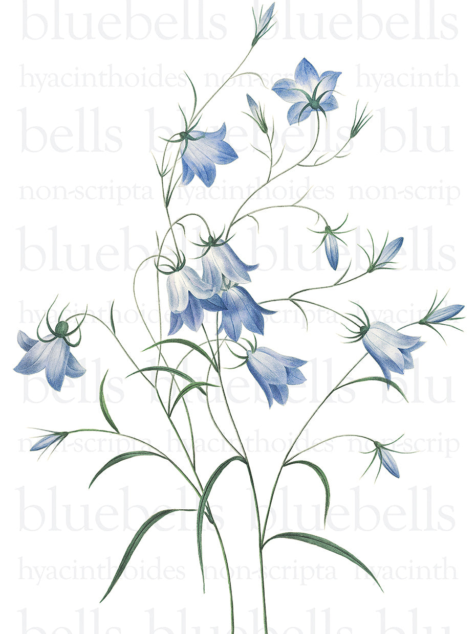 Bluebells Text