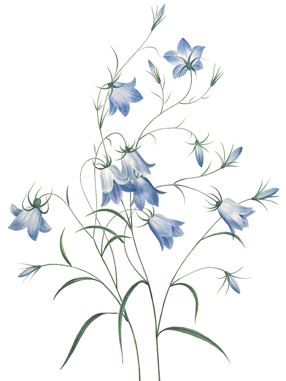 Bluebells