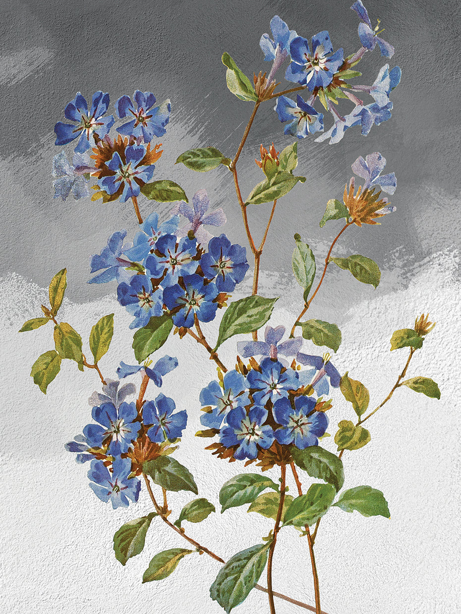 Chinese Plumbago Grey