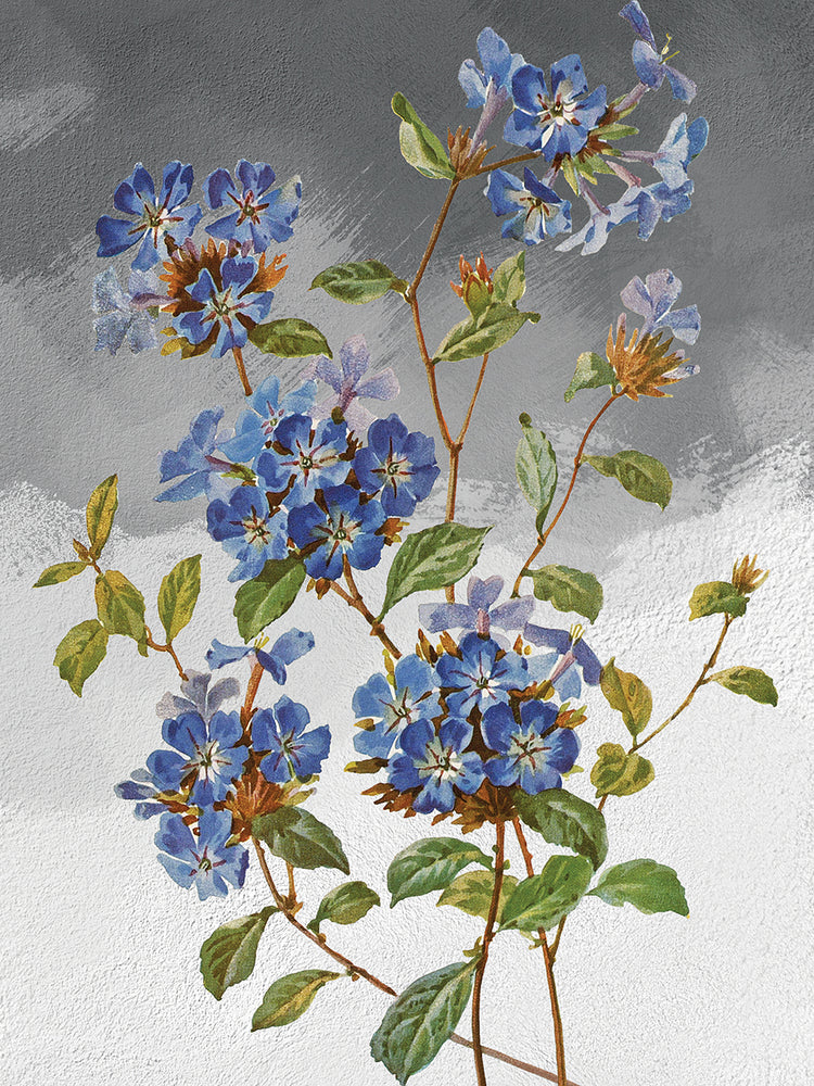 Plumbago chino gris Lienzo