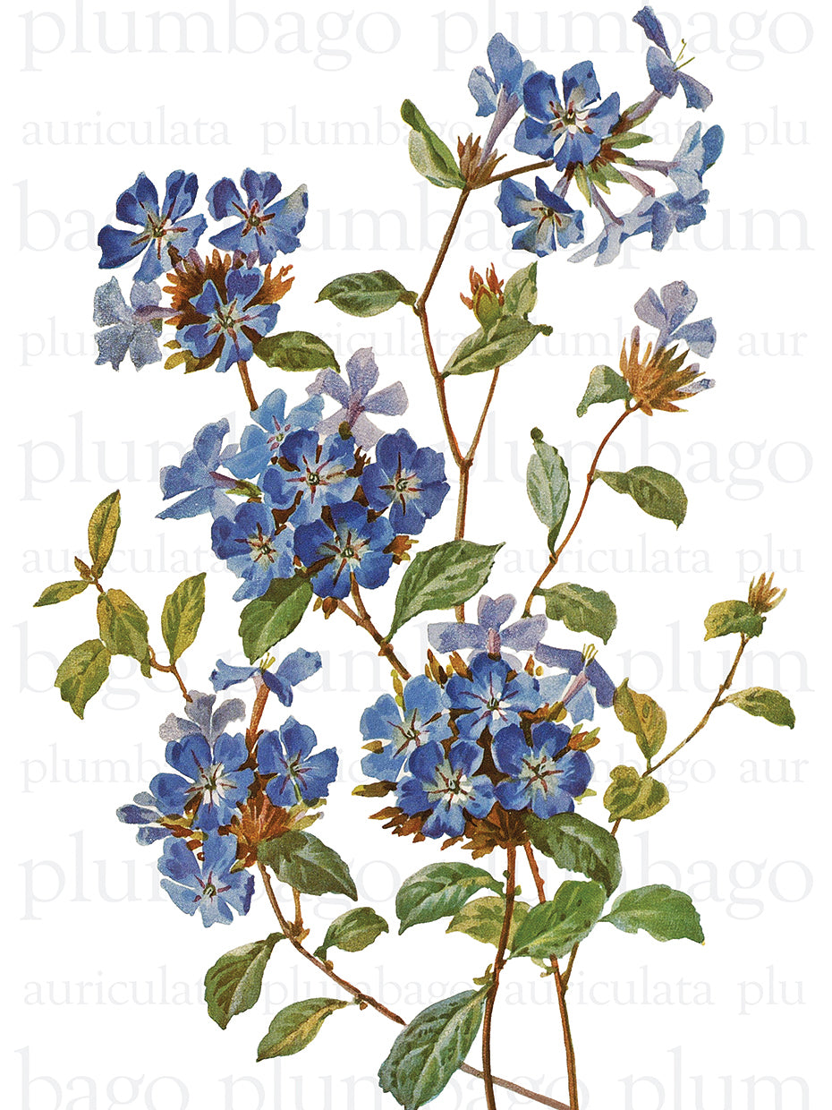 Chinese Plumbago Text