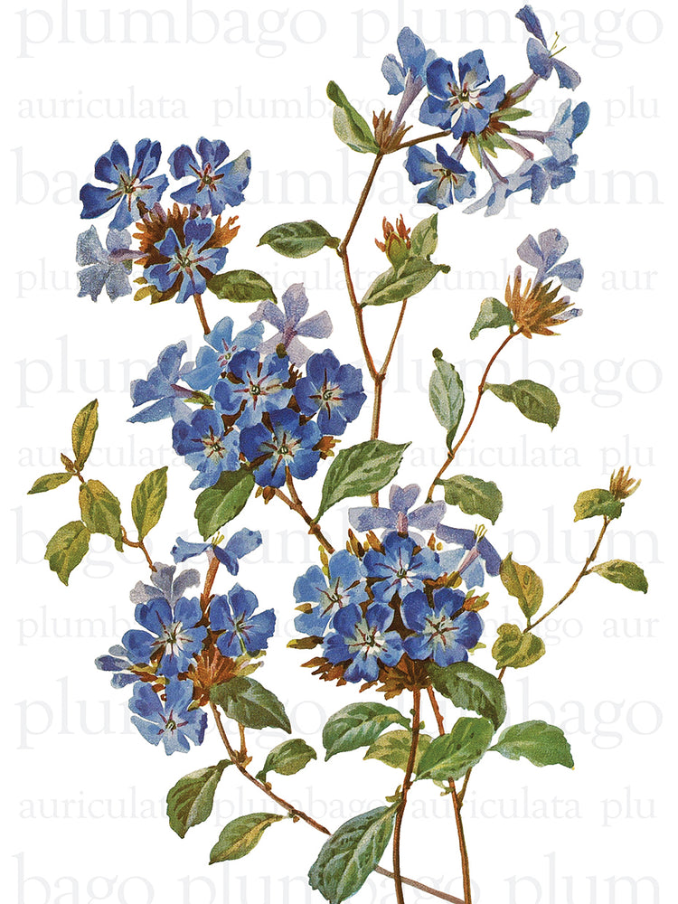 Texto chino Plumbago Lienzo