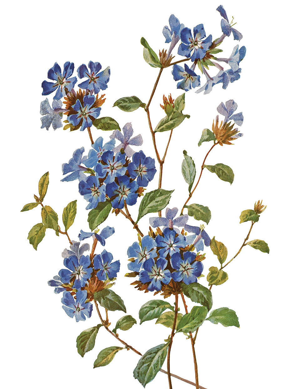 Chinese Plumbago