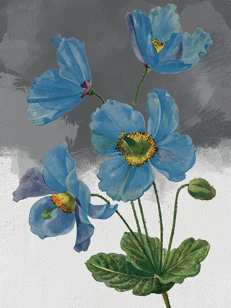 Himalayan Blue Poppy Grey