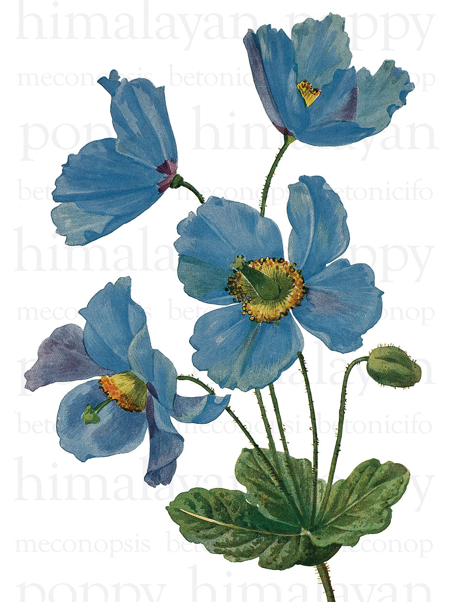 Himalayan Blue Poppy Text