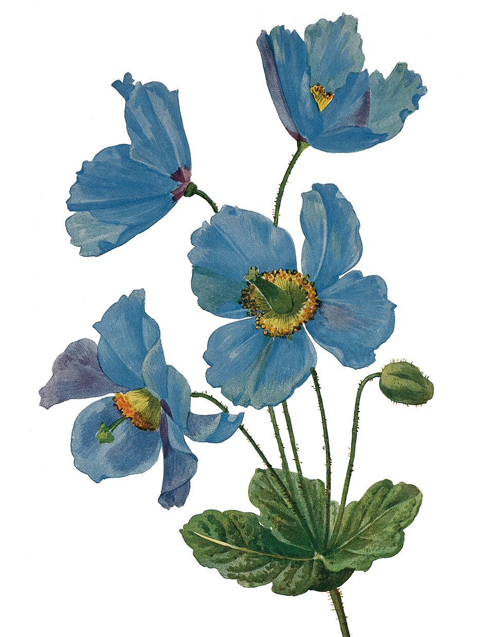 Himalayan Blue Poppy