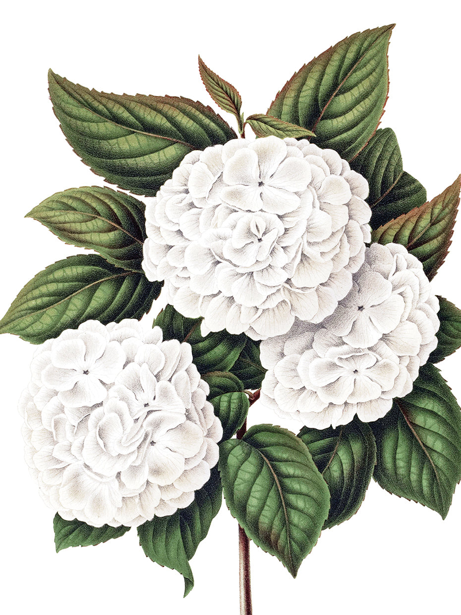Japanese Snowball Crop Lite