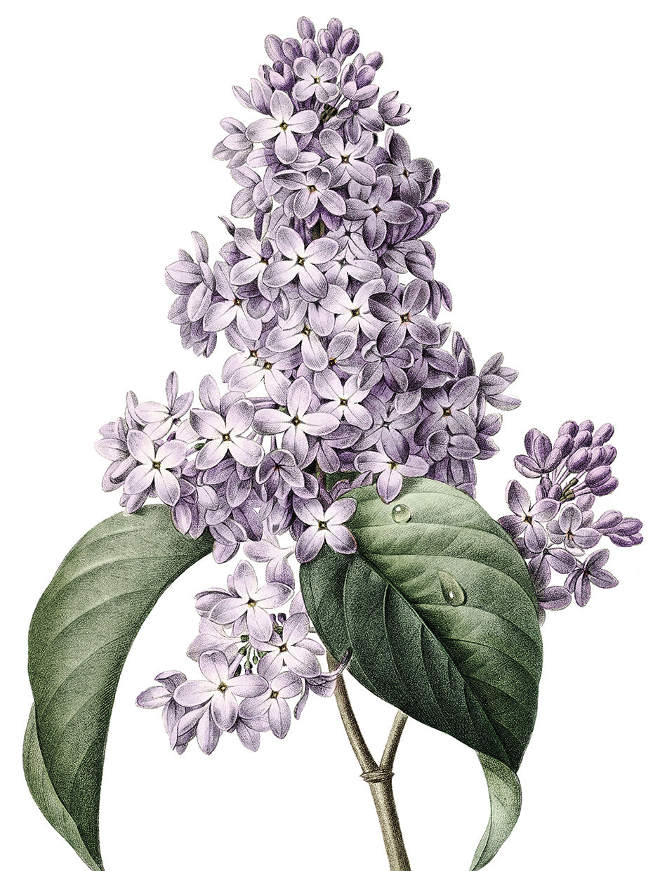 Lilacs Crop Lite
