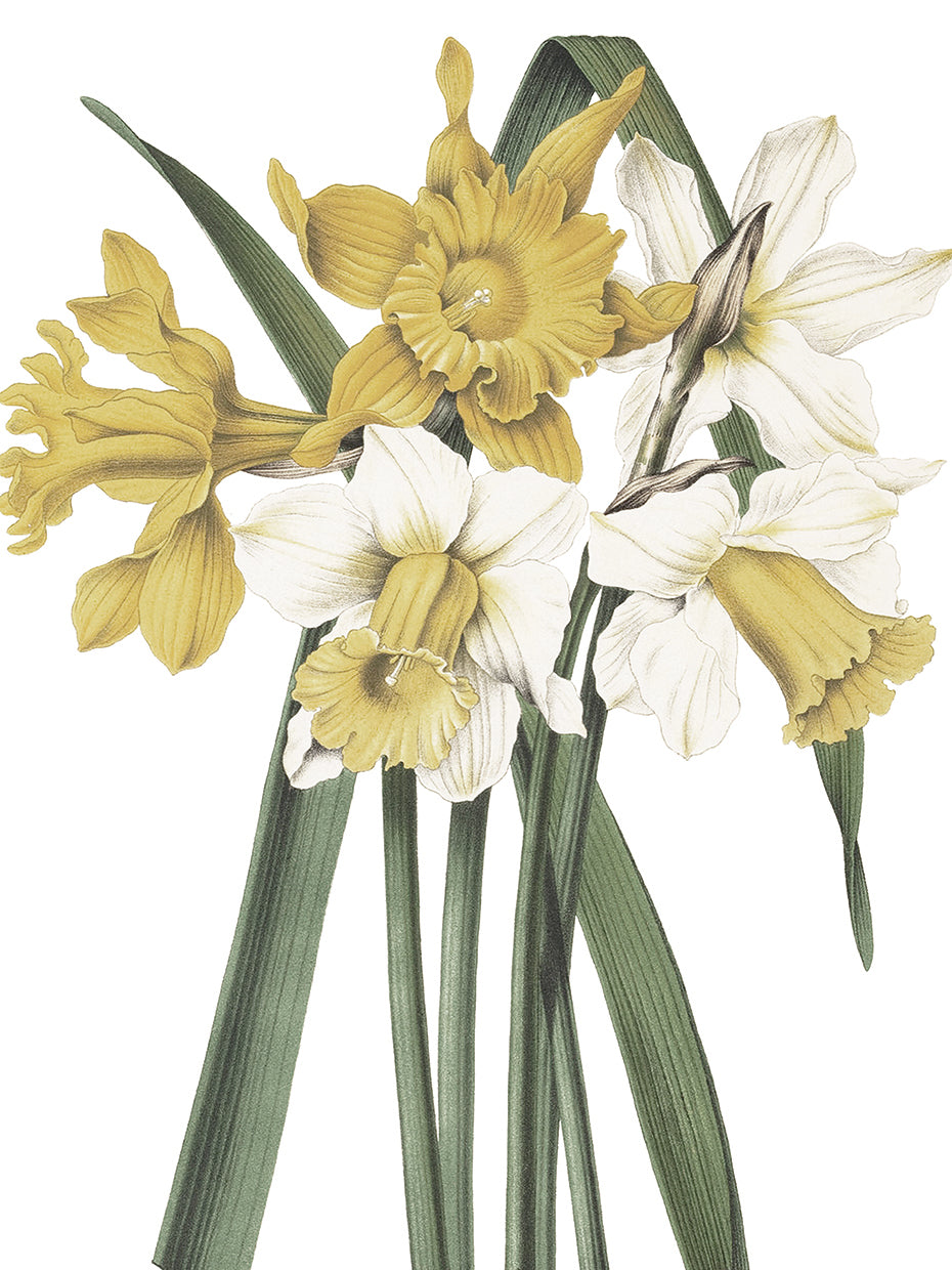 Narcissus Crop Lite