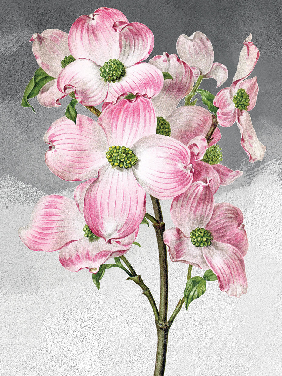 Pink Dogwood 2 Grey
