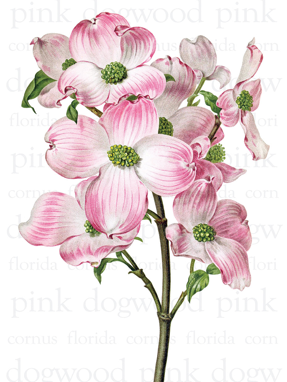 Pink Dogwood 2 Text
