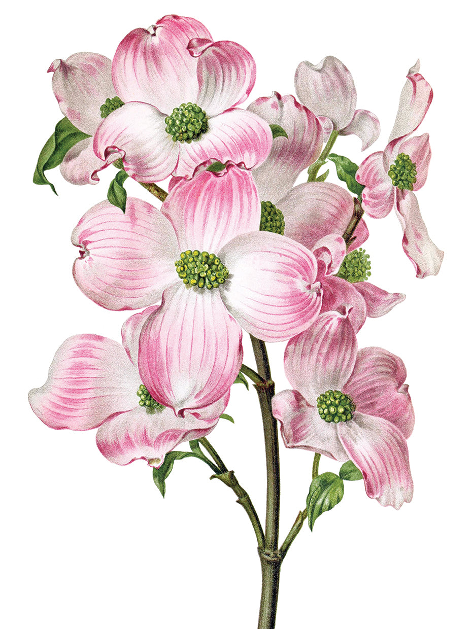 Pink Dogwood 2