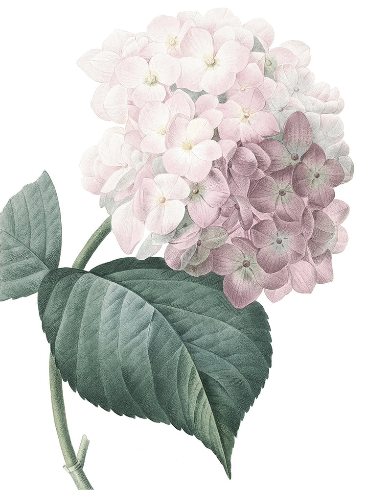 Pink Hydrangea Crop Lite