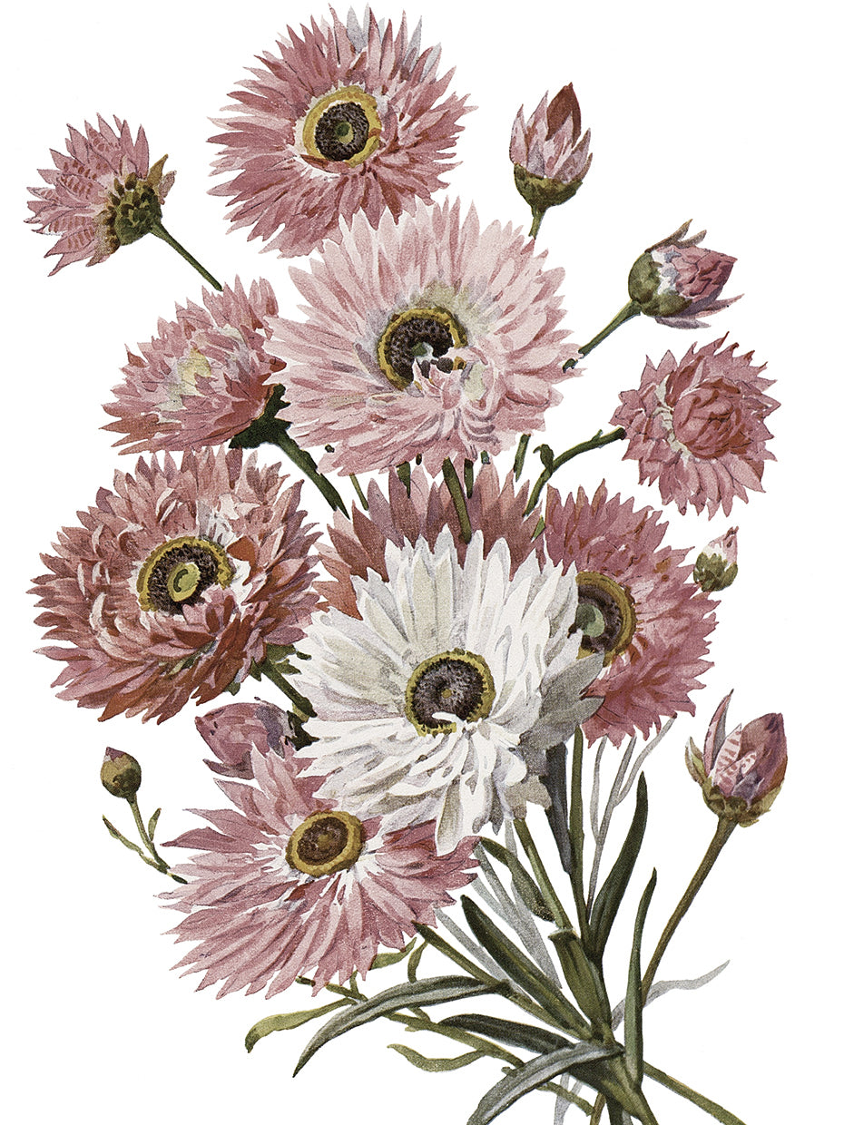 Pink Paper Daisies Crop Lite