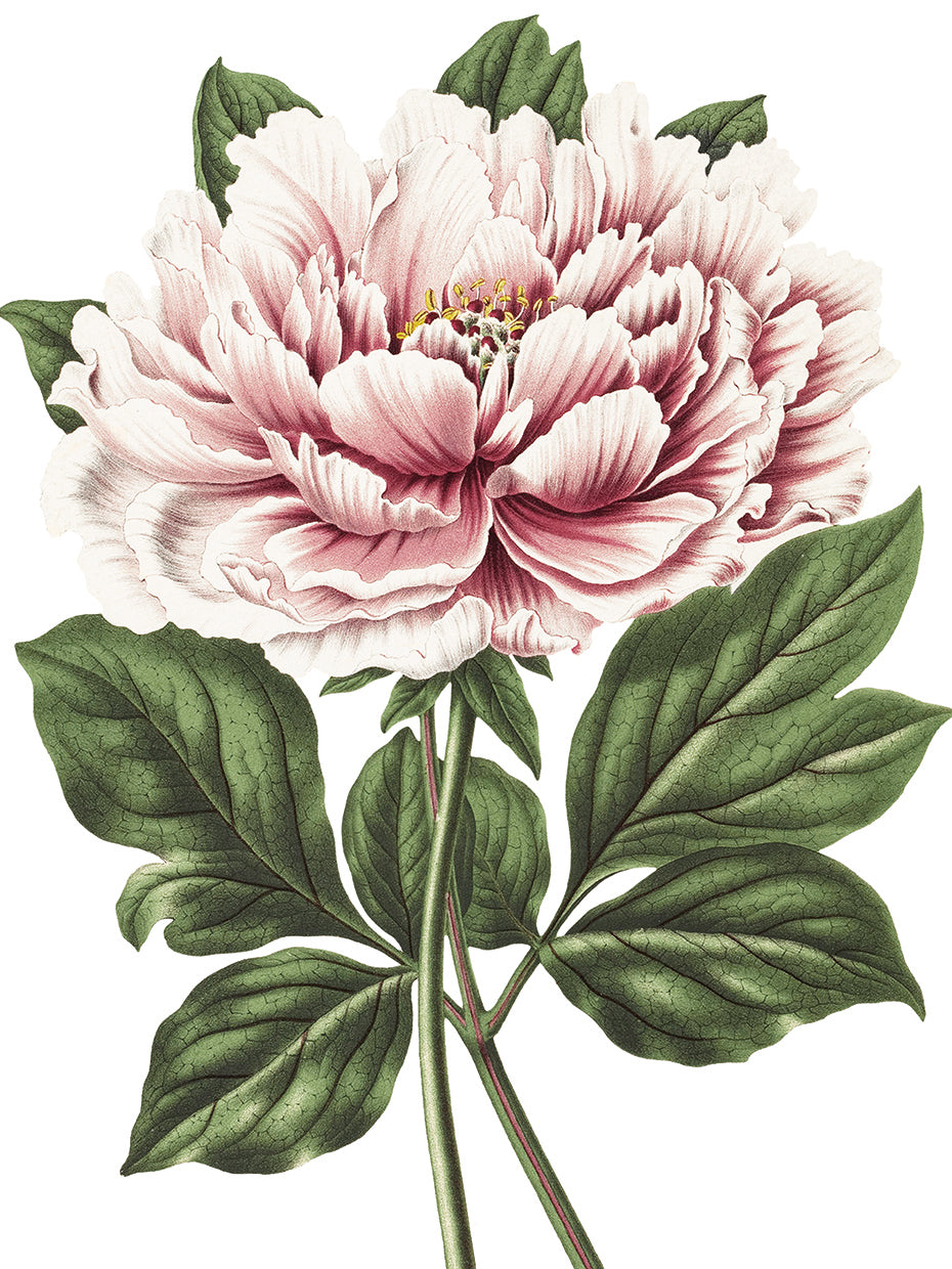 Pink Peony Crop Lite