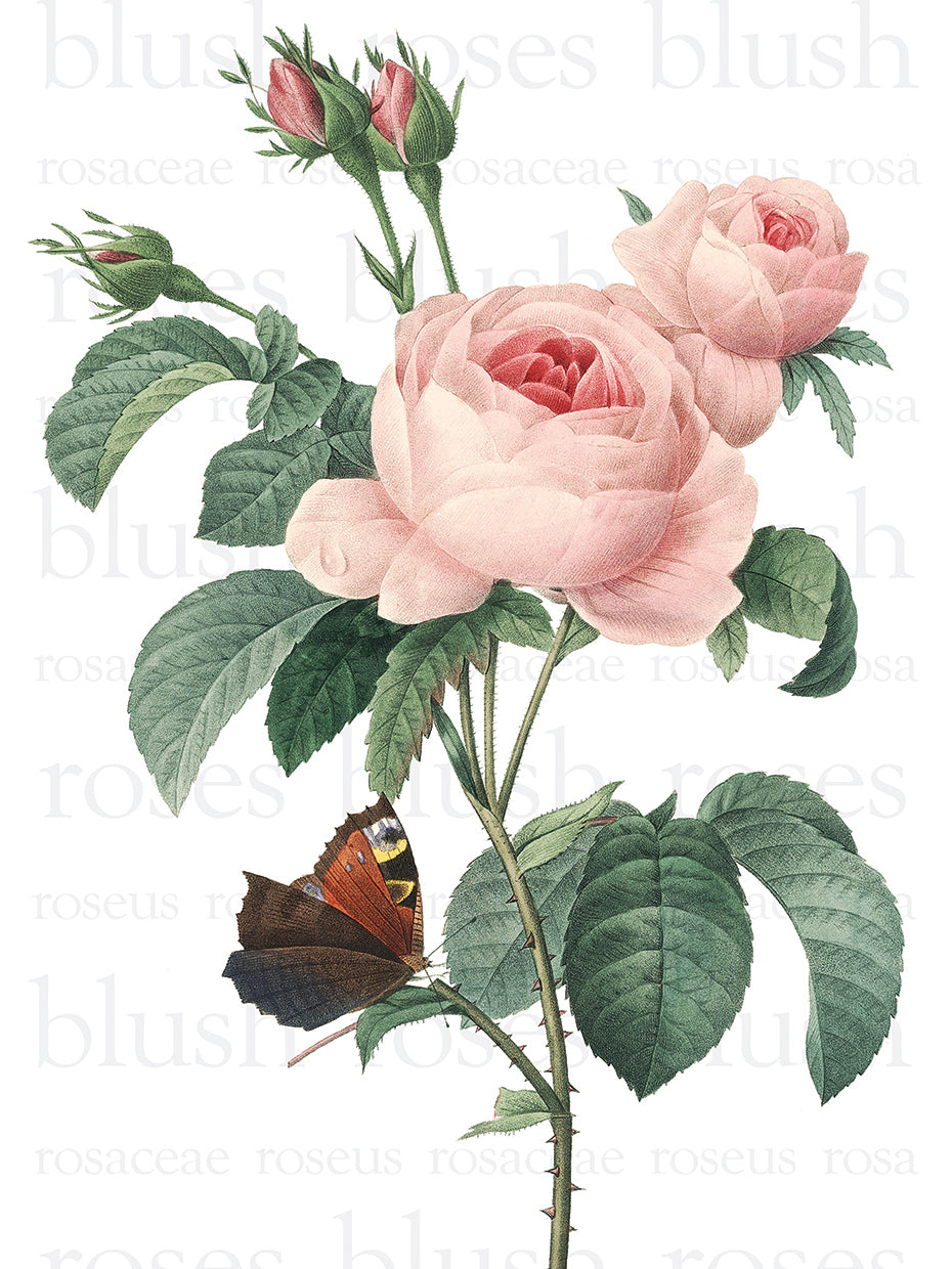 Pink Roses 2 Text